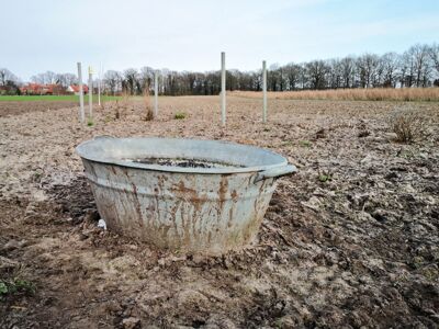 Eine alte Zinkwanne im Kräutergarten