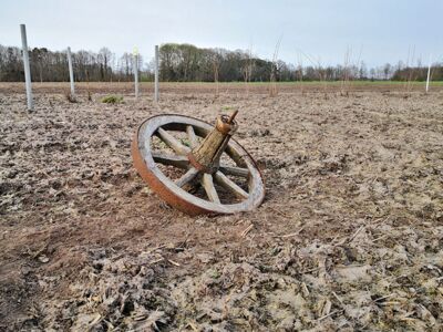 Ein altes Wagenrad im Kräutergarten